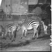foto: NTH00093/FV00020218 Alcune zebre mangiano