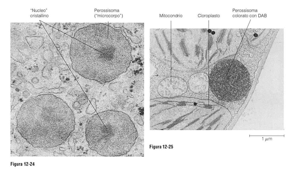 Citologia Animale e Vegetale (corso A - I. Perroteau) - Perossisomi Perossisomi organelli a singola membrana. Come i mitocondri, i perossisomi sono siti molto importanti di utilizzo dell ossigeno.