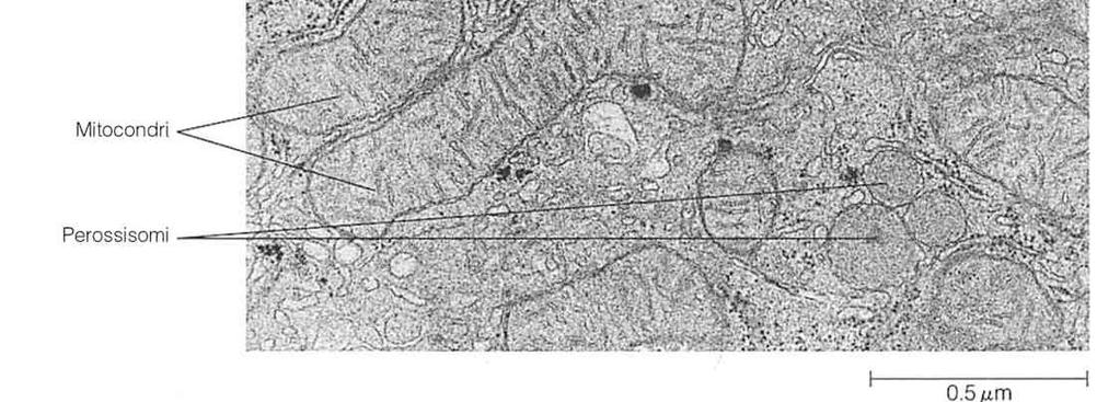 interna con creste) che definiscono due spazi (spazio intermembranoso e matrice mitocondriale).