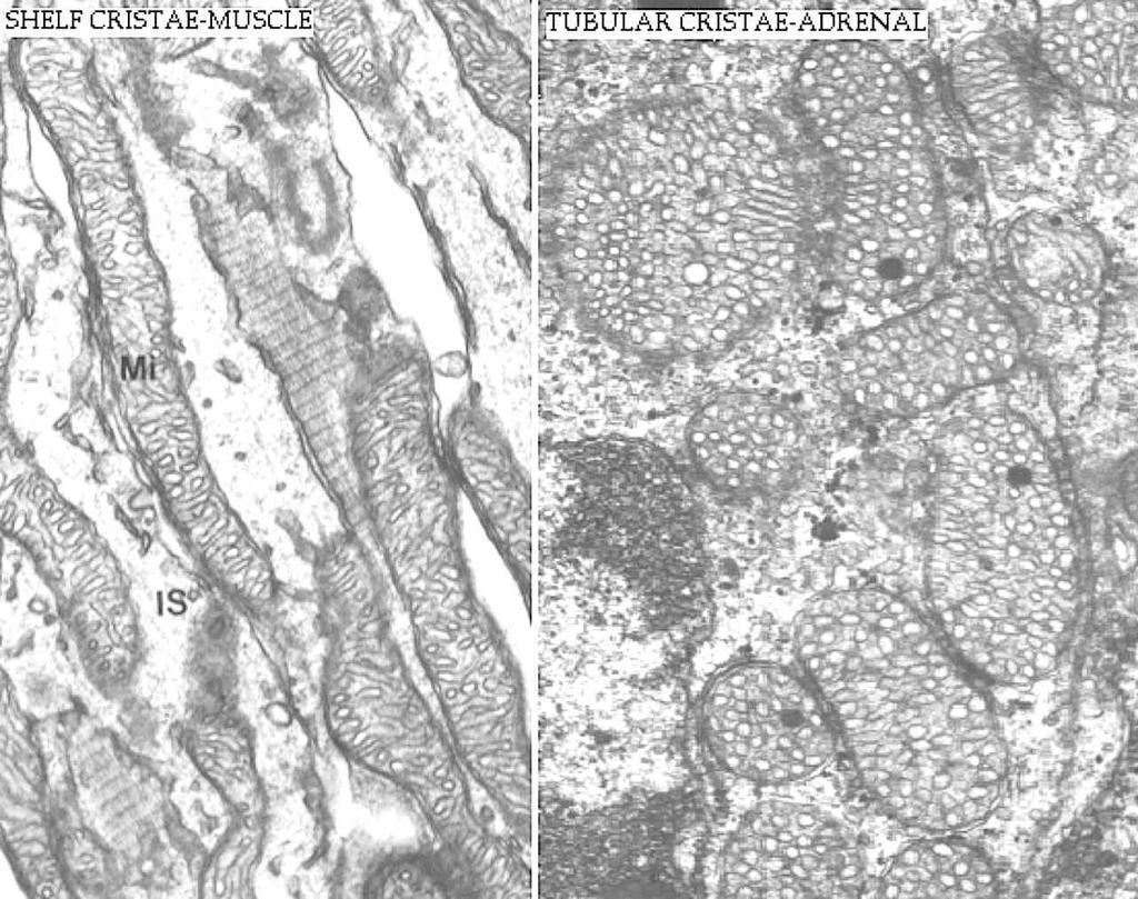 In alcuni casi le creste della membrana interna sono tubulari (ghiandola surrenale).