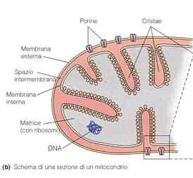 Biogenesi ed Evoluzione Una teoria alternativa afferma che il genoma mitocondriale sia derivato dalla segregazione, entro un area delimitata da una membrana, di una parte del DNA nucleare adibita a