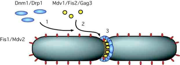 mitocondri si dividono in