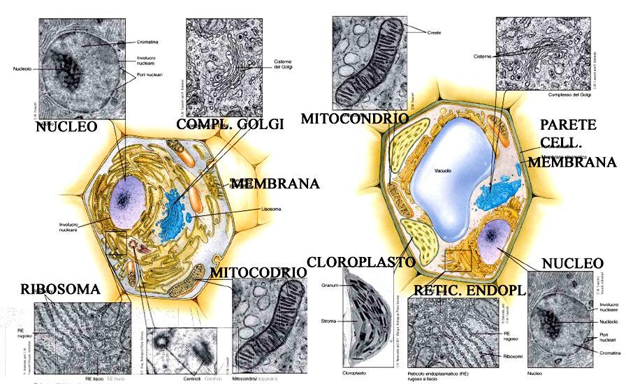 cellula animale