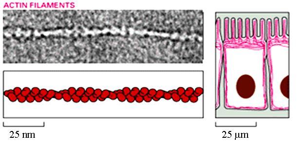 FILAMENTI DI ACTINA Polimeri fatti da 2 filamenti actina avvolti Hanno una struttura flessibile Hanno un