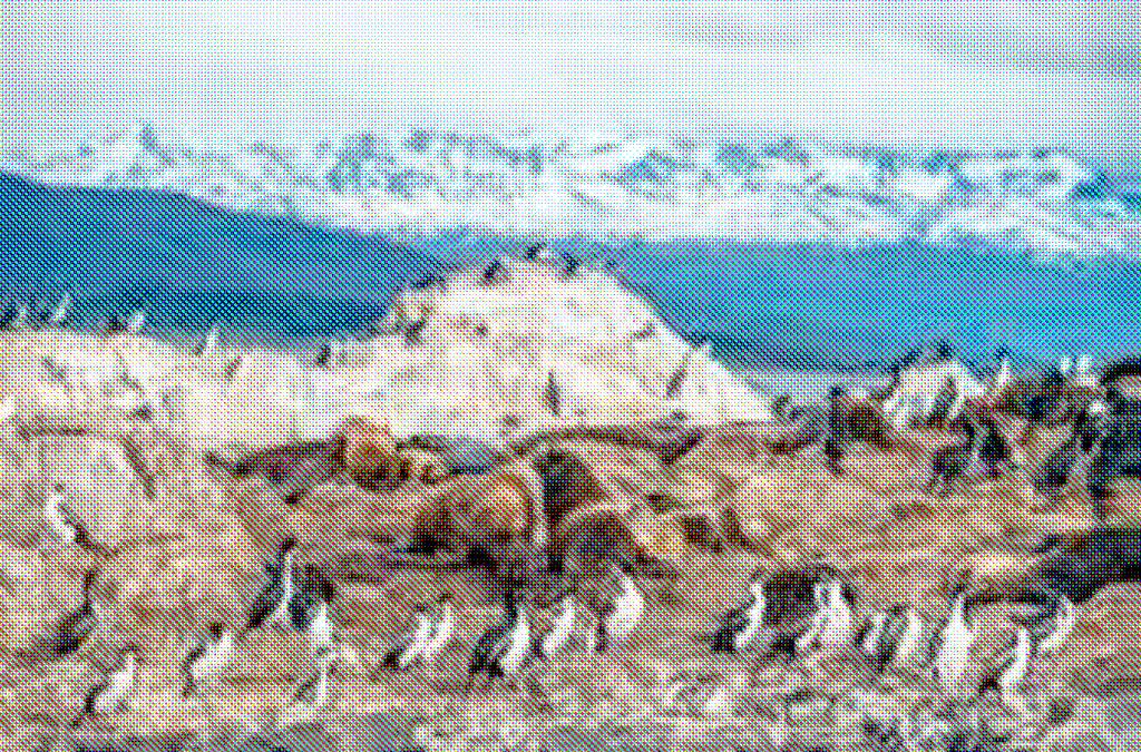 Terra del Fuoco, in cui si potrà apprezzare il fantastico paesaggio ed il caratteristico bosco australe della regione andino-patagonica.