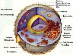 esterna periplasma membrana citoplasmatica citosolo