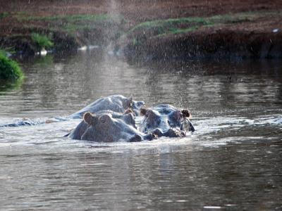 Il Parco del Lago Manyara è uno dei parchi con la più alta biodiversità della Tanzania, in un parco di soli 330 kmq troviamo cinque