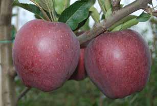la necessità di buona spinta vegetativa garantita dalla combinazione con M9 vigorosi (EMLA) per ottimizzare pezzatura dei frutti ed equilibrio vegeto-produttivo.