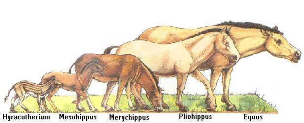 Ambiente ed evoluzione Domanda 9 (10 punti): risponda su questa pagina, sotto la domanda Qui sotto vede una raffigurazione dell evoluzione del cavallo da Hyracotherium (50