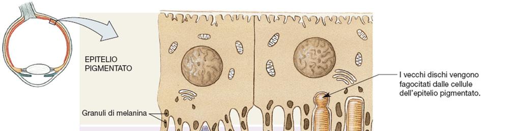 Le cellule dello strato pigmentato