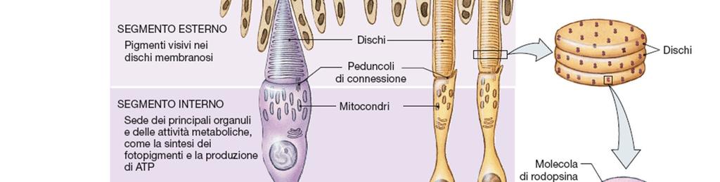 ricambio dei segmenti esterni dei