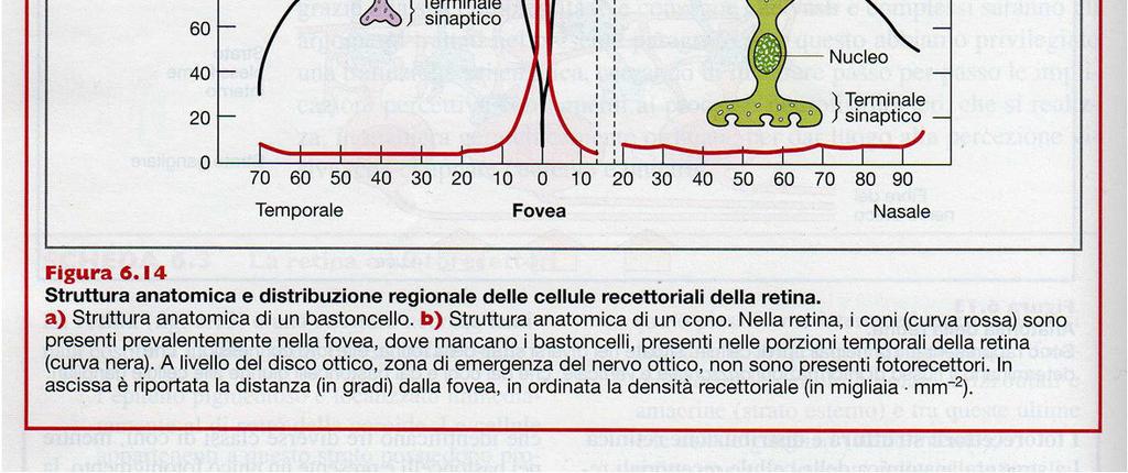 Non forniscono immagini ben definite, né la visione a colori.