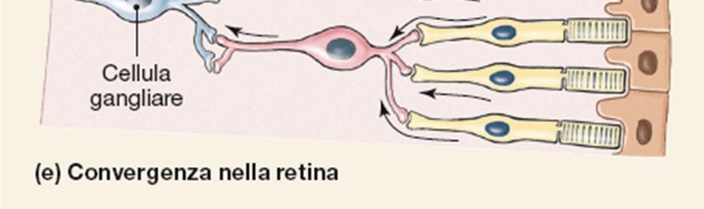 convergenza dei bastoncelli non favorisce l