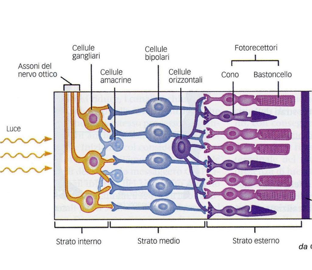 Ogni cellula gangliare risponde alla luce diretta verso un area