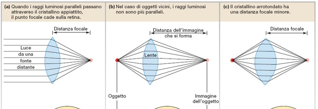 Per focalizzare l immagine sulla retina la luce riflessa da ogni punto dell oggetto deve