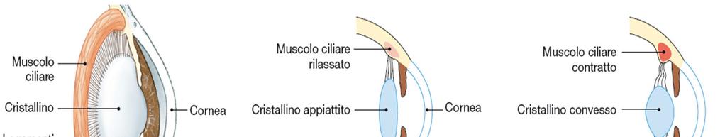 Riflesso di accomodazione del cristallino Oggetto distante: muscoli ciliari rilassati fibre della zonula tese Oggetto