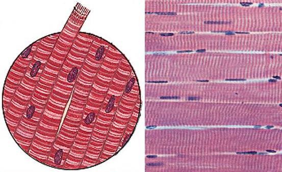 Il muscolo si chiama striato perche visto sotto microscopio, forma delle bande chiare e scure