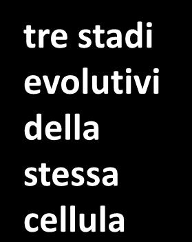 4 tipi di cellule tre stadi evolutivi della