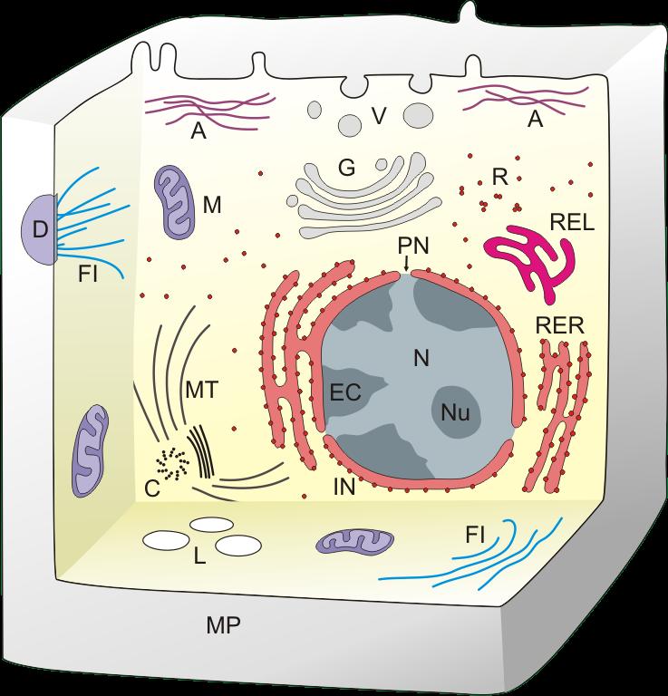 Una cellula tipica tutte le cellule possiedono una membrana e un