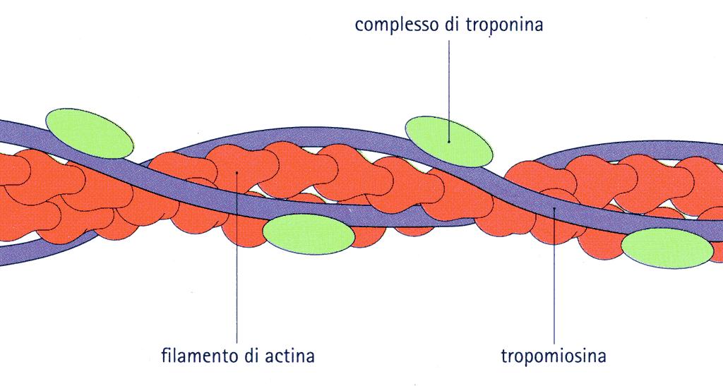 actina e miosina coda della