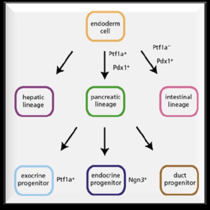 duodenal homeobox 1) a seguito di un legame differenziale delle dinucleotide