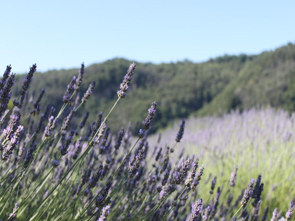 da un lato, grazie allo sfondo naturalistico in cui è inserito, favorisce il benessere dell utente; dall altro, grazie al collegamento con l attività di ristorazione, permette di usufruire di