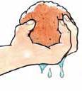 5) Acqua quanto basta l umidità del compost è quella giusta se sgorgano tra le dita solo alcune goccioline di acqua se il palmo