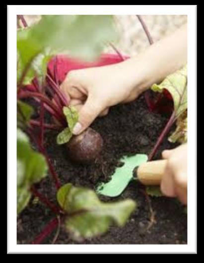 Compost maturo 8/12 mesi dosi consigliate per floricoltura in vaso o fioriera Per