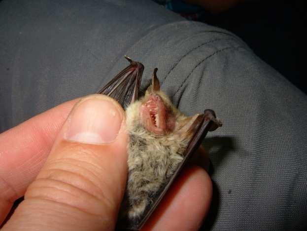 Myotis