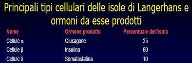 Le isole di Langerhans nel pancreas secernono l insulina ed