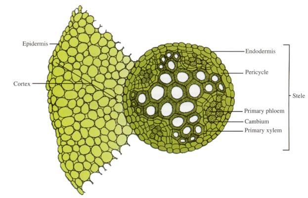 Arche floematiche endoderma Epidermide