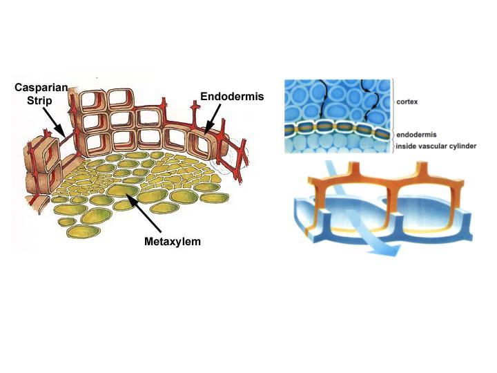 Lo strato più interno della corteccia è l ENDODERMA, uno strato di cellule che forma una barriera all esterno della stele Endoderma Cellule con