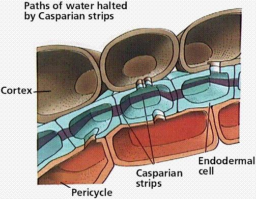 In corrispondenza di questi ispessimenti il plasmalemma aderisce strettamente alla parete cellulare che è suberificata o lignificata, e quindi