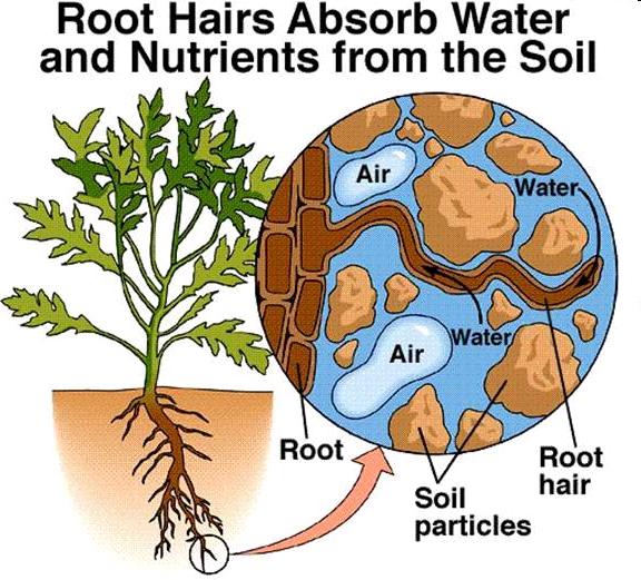 RIZODERMA) i peli radicali favoriscono il contatto della pianta con il particolato del terreno e aumentano la superficie assorbente della radice non hanno vita moto lunga l assorbimento è
