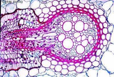 endogena: dal periciclo (strato