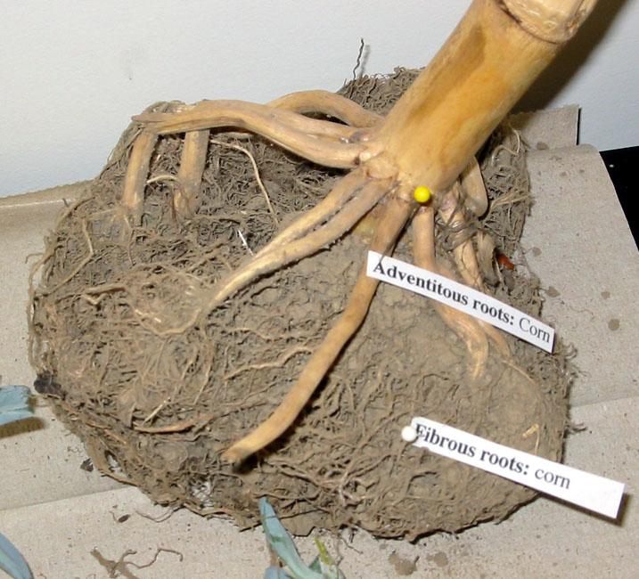 Negli apparati radicali fibrosi delle monocotiledoni sostituiscono la