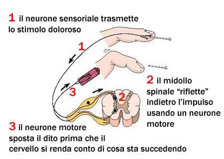 Il sistema nervoso centrale 5 na anteriori che si attivano immediatamente facendoci ritirare la mano.