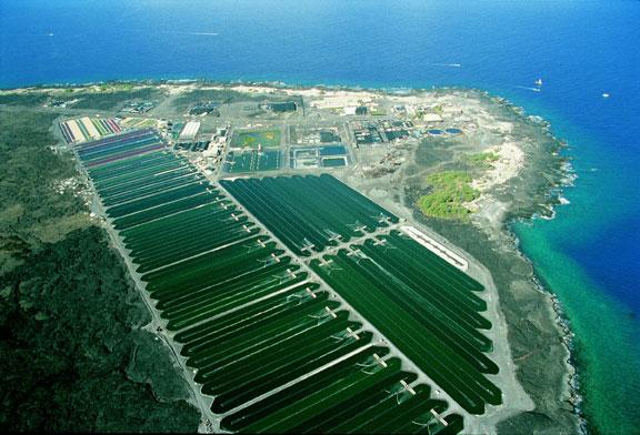 Coltivazione intensiva di spirulina alle Hawaii La spirulina si trova in commercio pura o abbinata solitamente ad altre sostanze, in polvere, in pezzetti, in pillole, in capsule, in alimenti come