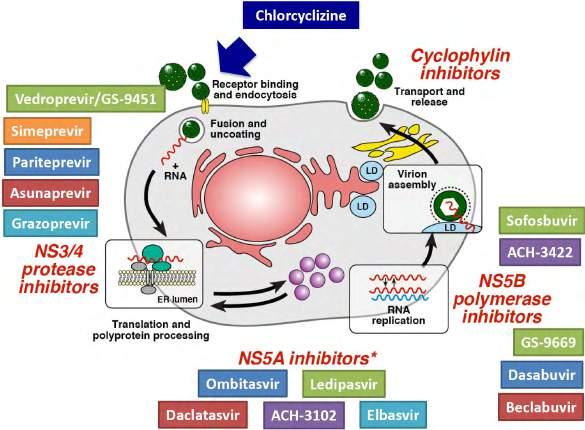 HCV Direct Acting Antivirals (DAA) Pazienti naïve Inibitori Proteasi