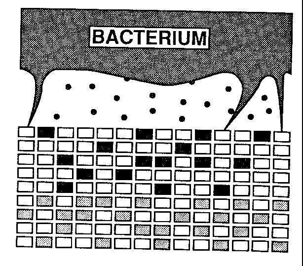 Digestione batterica