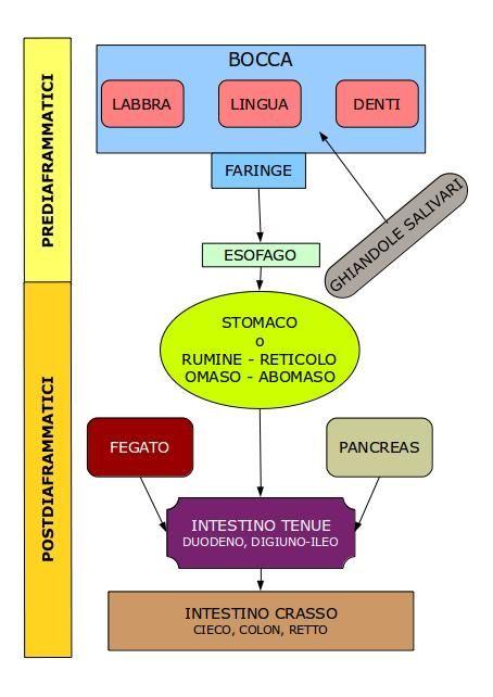 SCHEMA ORGANI