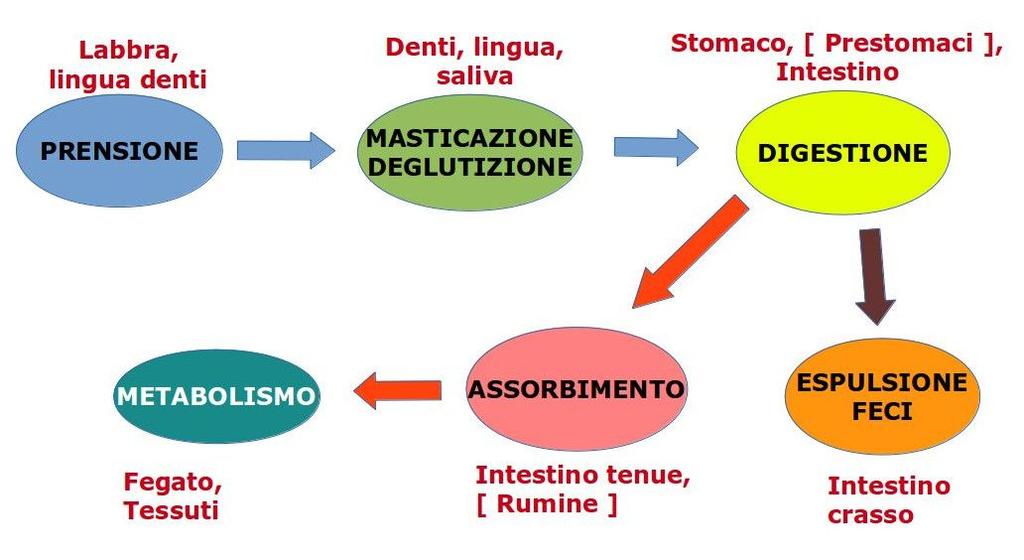 SCHEMA DEI