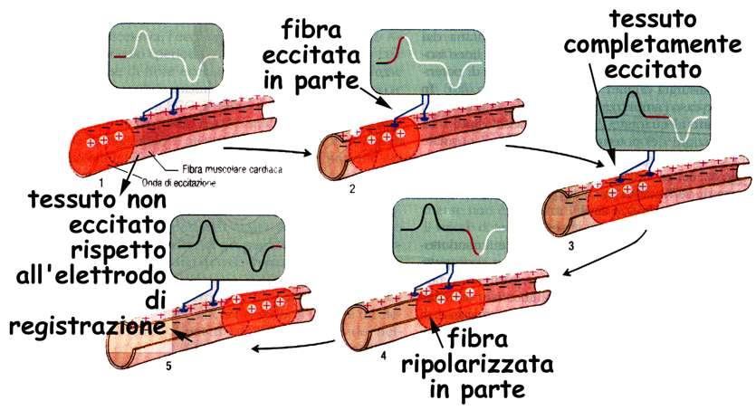 il potenziale bifasico: variazioni della differenza di potenziale misurate nell ambiente extracellulare, quando l eccitazione si trasmette da sinistra verso destra lungo una fibra muscolare.