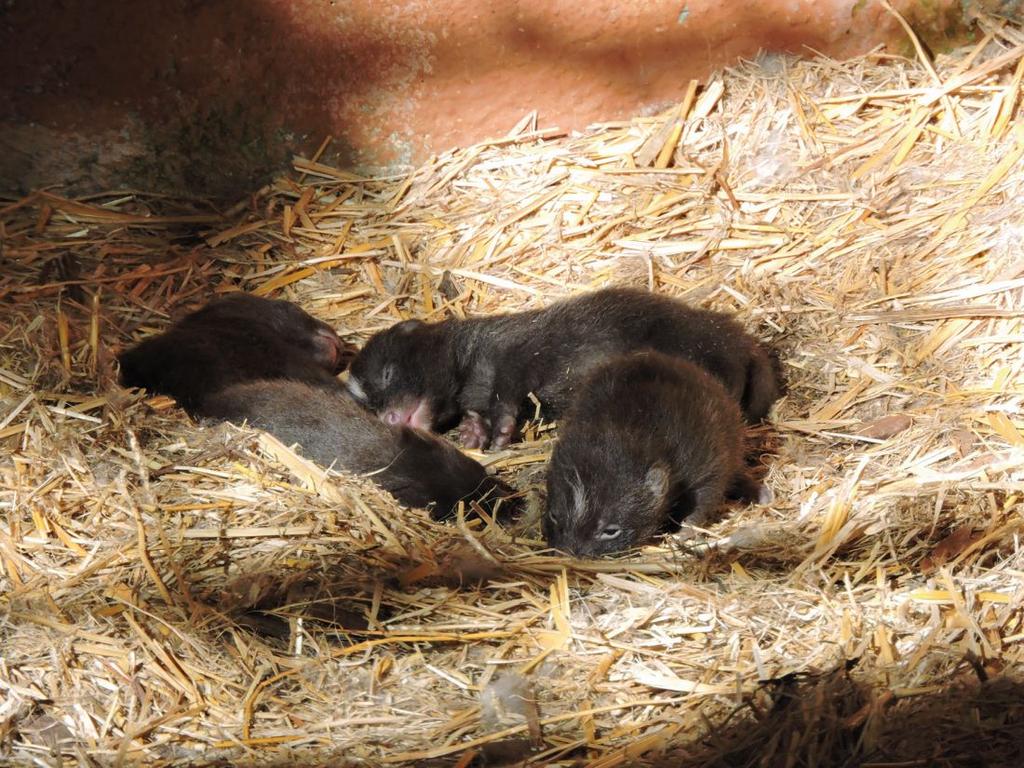 Parco Zoo Falconara: nascono quattro cuccioli di cane procione Il lieto evento a tre mesi di distanza dalla nascita del gibbone dalle mani bianche Falconara Il Parco Zoo Falconara dà il