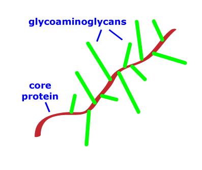 Sostanza amorfa: proteoglicani ISTOLOGIA glycosaminoglycans I proteoglicani sono