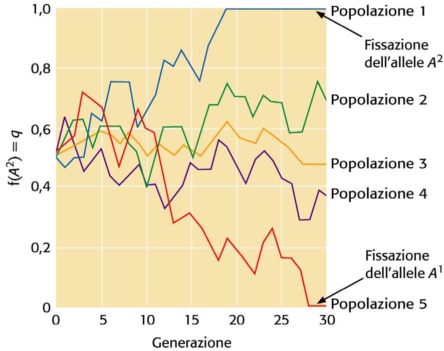 Simulazione di Deriva genetica La Deriva genetica si osserva nelle