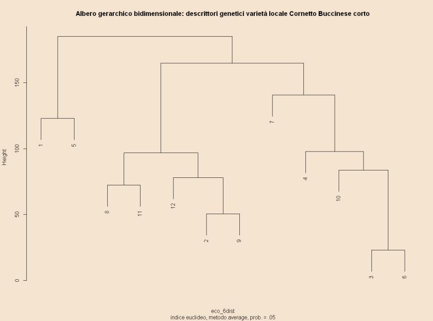 Figura 3.4 Raggruppamento gerarchico mediante marcatori genetici della popolazione di Cornetto buccinese corto.