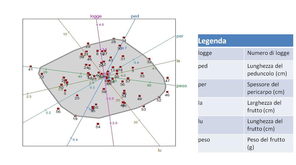 La pianta 4, risultata fuoritipo dall analisi valutativa per caratteri morfologici, mediante l impiego degli SSR viene inserita nel cluster con la pianta 7.