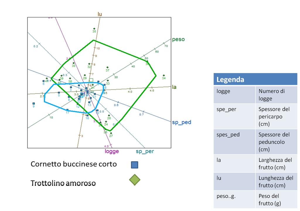 Figura 3.31. Biplot PCA: confronto fra Cornetto buccinese corto e Trottolino amoroso. - Confronto morfologico fra Sciuscillone Mazza, Sciuscillone Eco 2 e Patroclo.