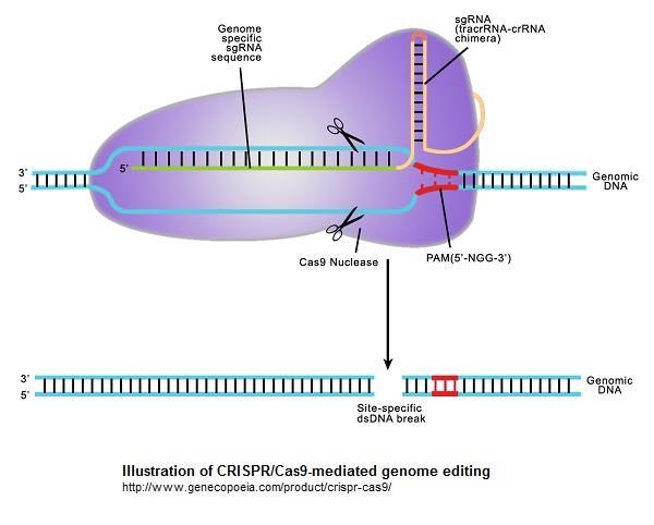 Clustered regularly-interspaced short palindromic repeats (CRISPR) CRISPR sono segmenti di DNA contenenti brevi sequenze ripetute.